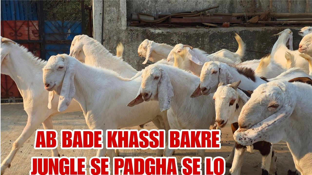 Bade Khassi Bakro Ka Lot Padgha Me Ready Ho Rahe Hai Arbi Goat Farm 