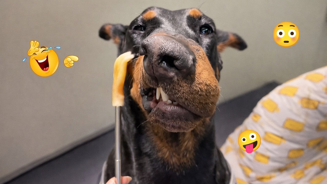 I Wanted a Dog, Got a Comedian Instead 😂🐶 Funniest Dogs Ever
