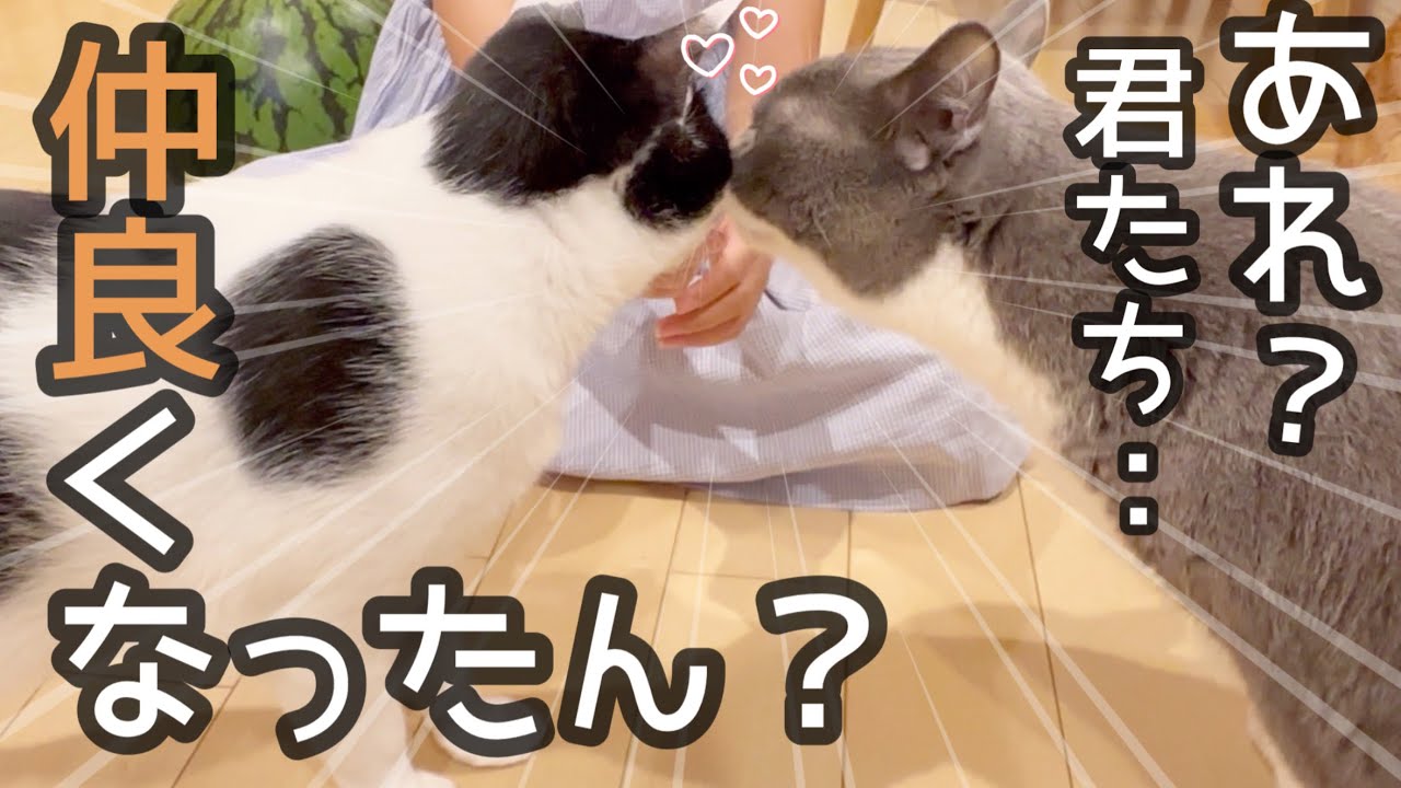 【全員集合】ねこ6匹リビングに集めたら、奇跡が起こりました。
