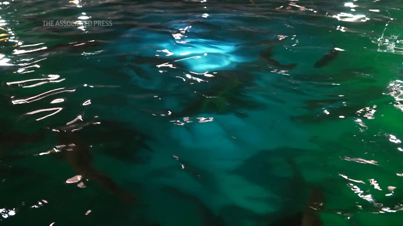 A Salmon fishery in a Florida warehouse