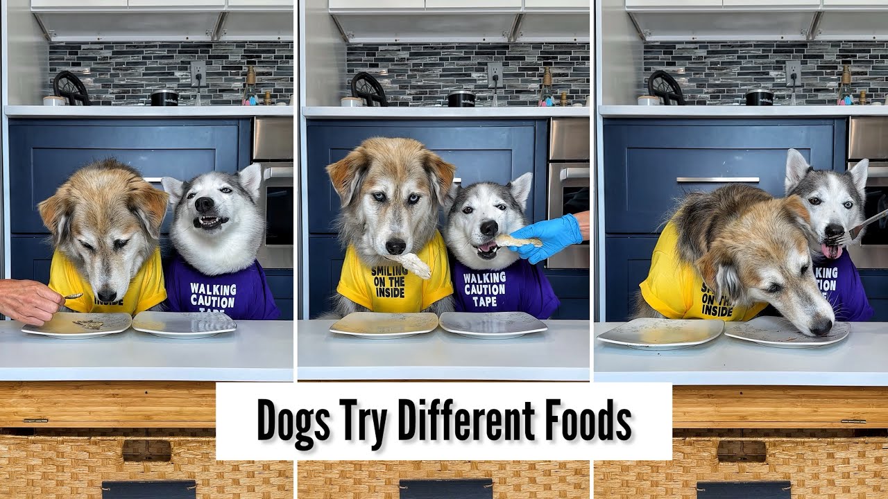 Dogs Try Different Foods