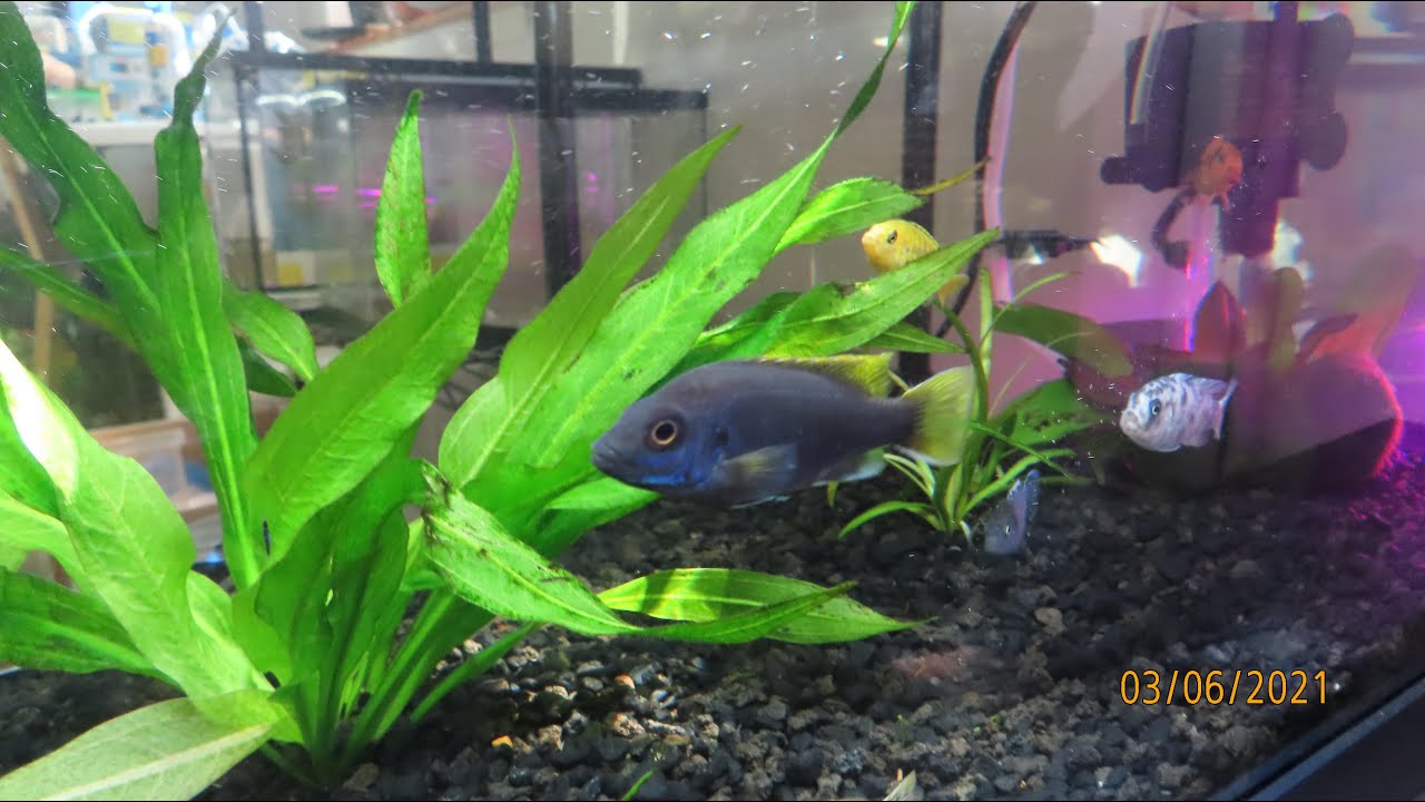 *NEW UPDATE* BABY MBUNA TANK Cichlids Got SO BIG in 4K!!! 🐠🐟📈