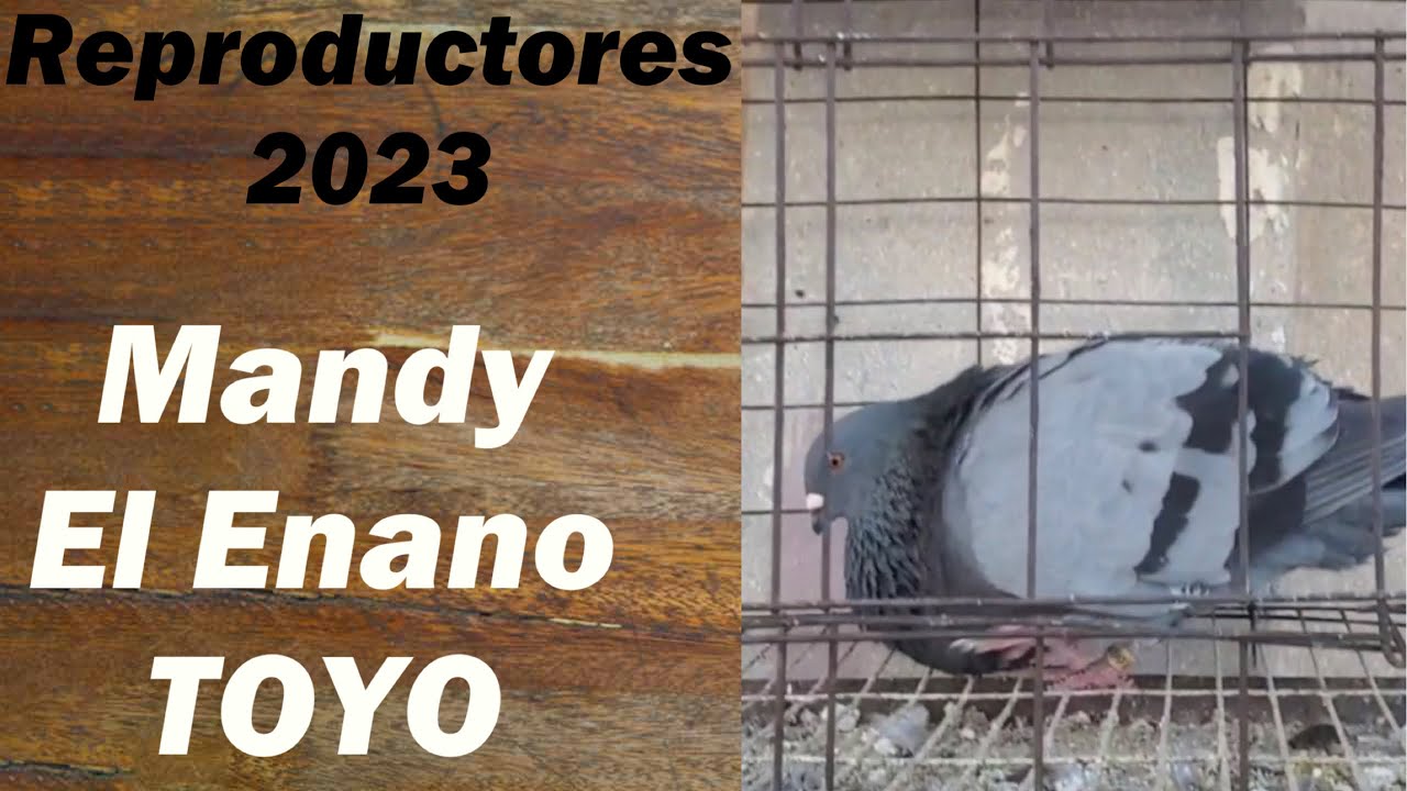 Reproductores de Mandy el enano de toyo