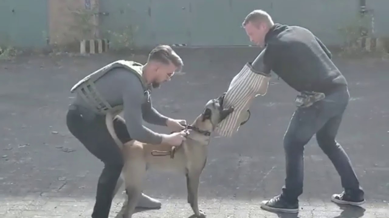 Training & Obedience BELGIAN MALINOIS Tactical-K9-Family