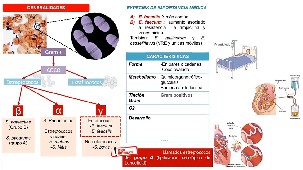 Bacteriolog&iacute;a-Enterococcus