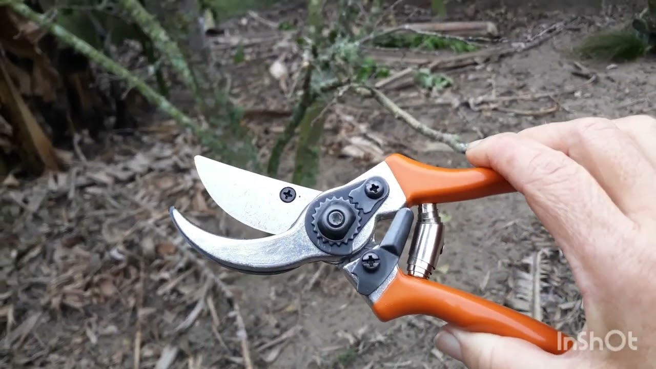 Poda de frutificação da Ameixeira!