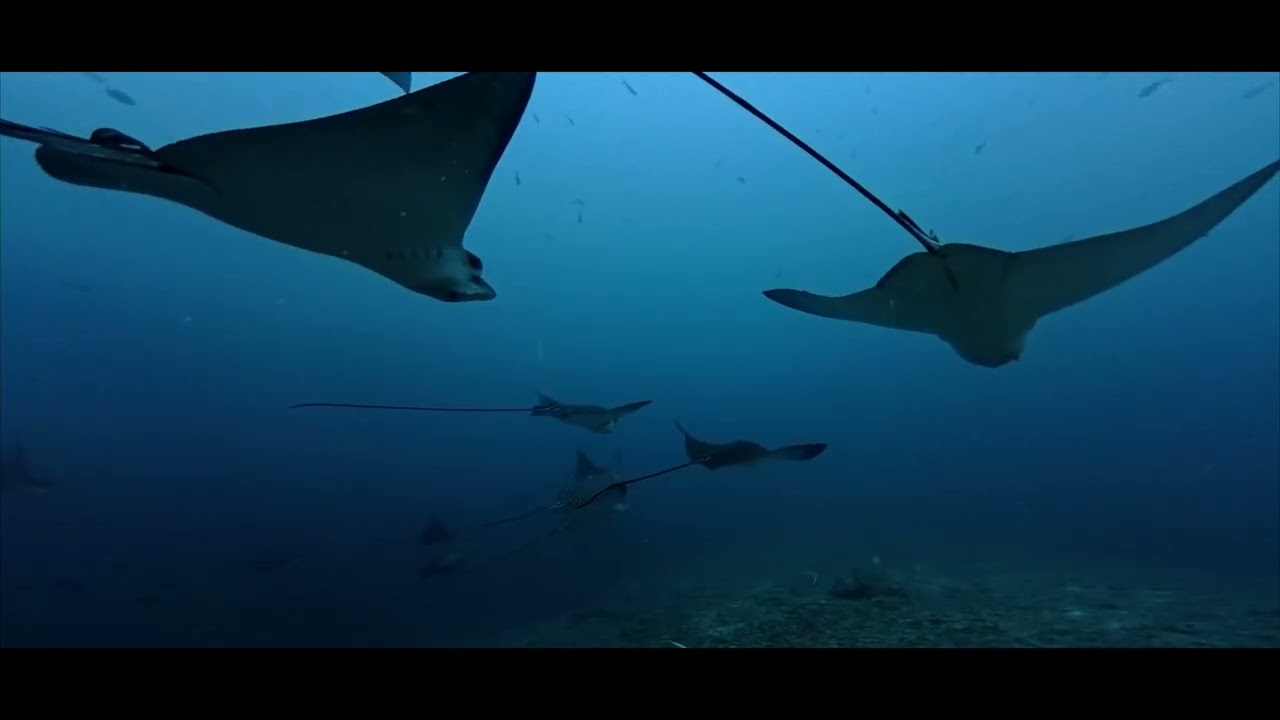 Retour de croisière Centre des Maldives / Vidéo intégrale du 26 octobre au 02 novembre 2025