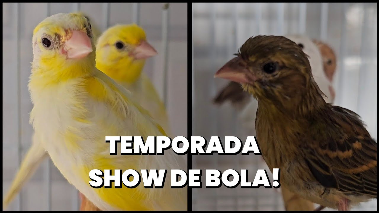 Fim da temporada de reprodução,  e ainda muitos filhotes pra separar 
