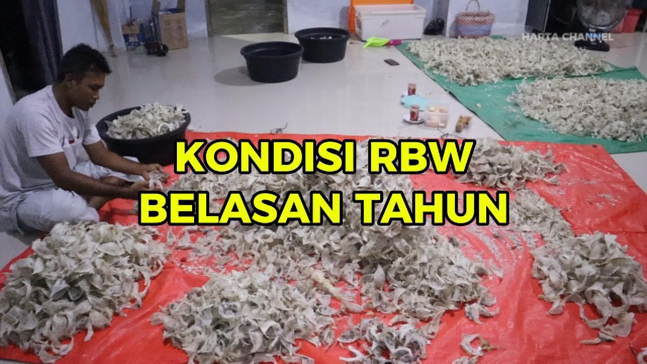 KONDISI RBW UMUR BELASAN TAHUN II DENGAN FULL SARANG DI SIRIP KOTAK DAN LURUS