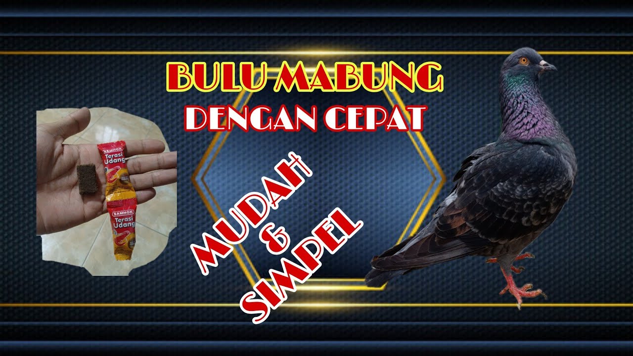 Cara mempercepat perontokan bulu merpati pasca mabung