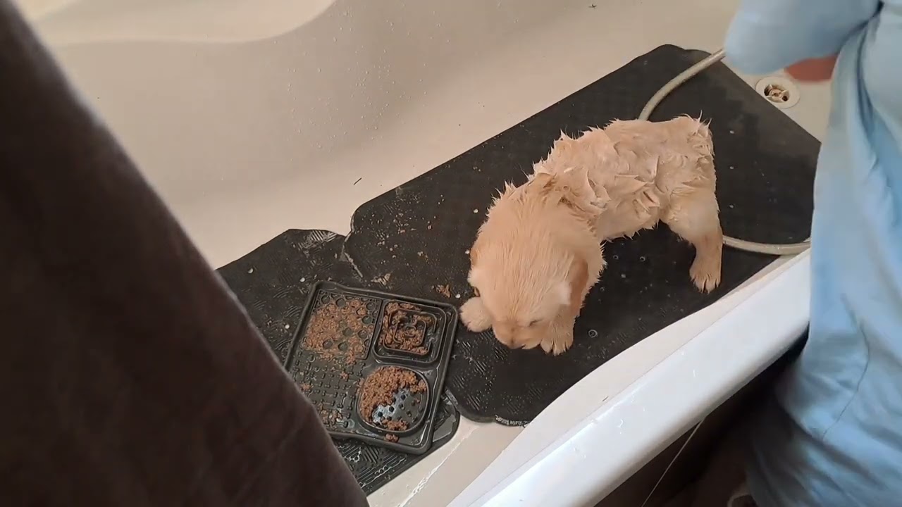 Désensibilisation au bain, chiot agé de 6 semaines