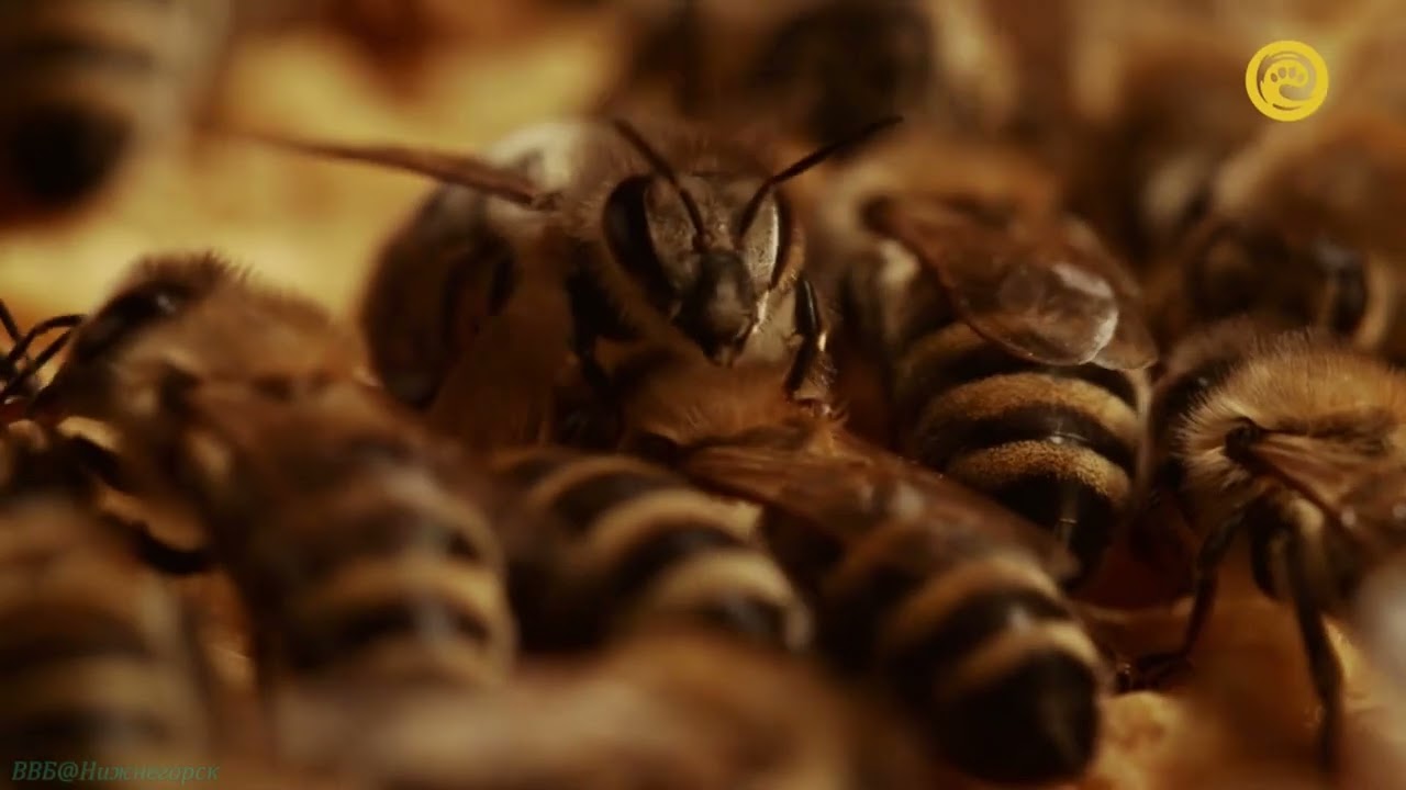 Жизнь пчелы / A Bee's Diary .  документальный фильм , Германия.