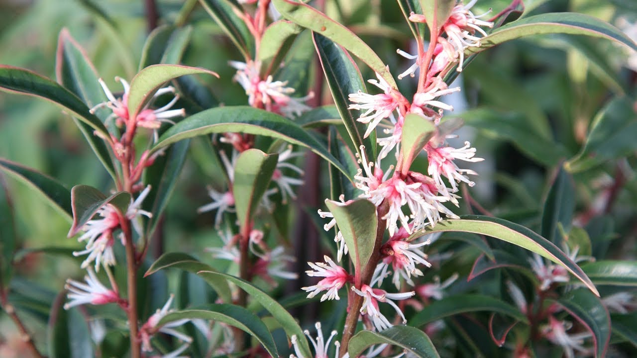 Shrubs for winter scent