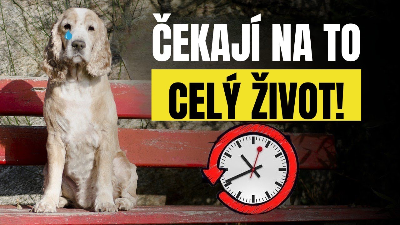 Váš pes čekal celý život, až to uděláte!