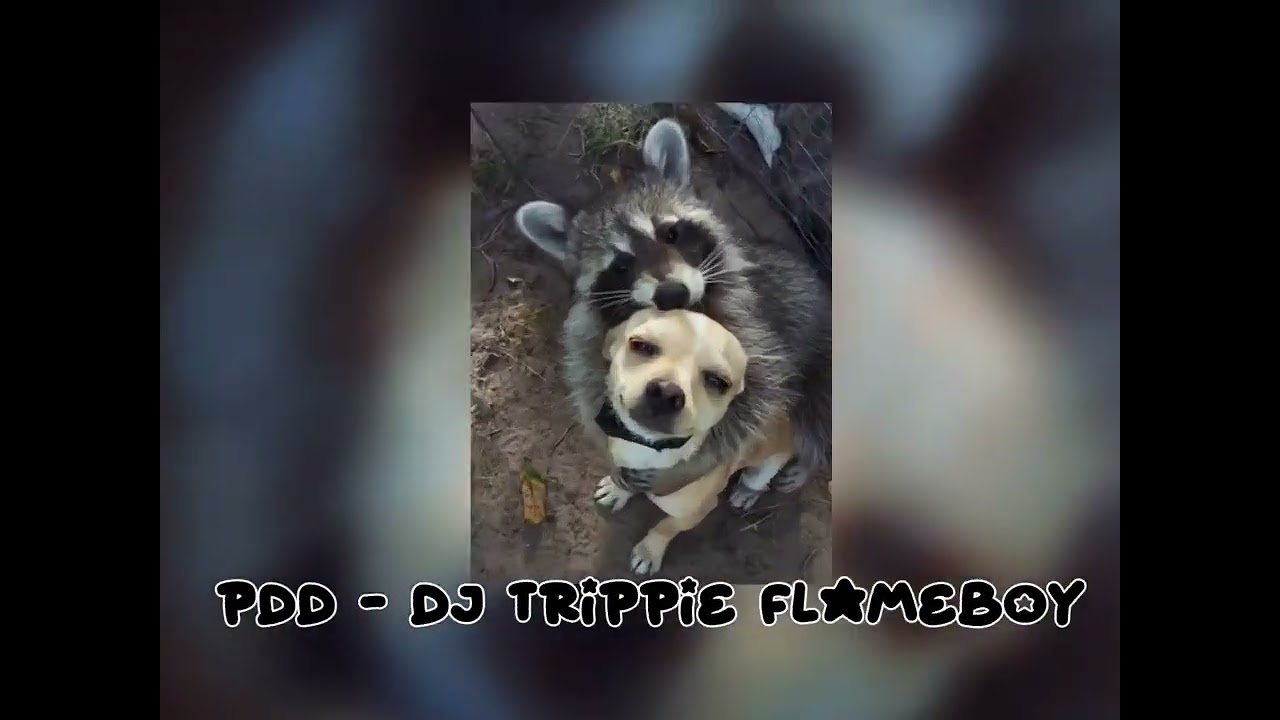 PDD - DJ TRIPPIE FLAMEBOY