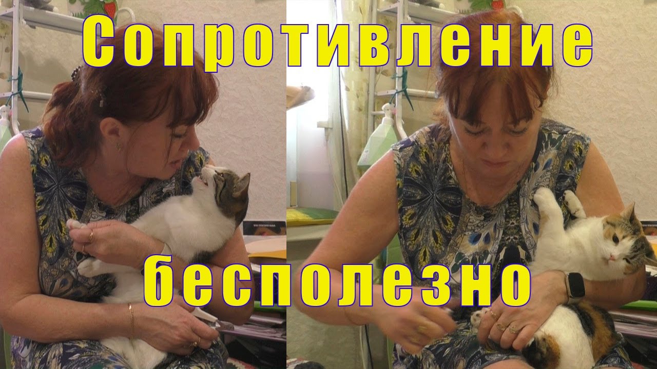 ПОДСТРИГАЮ КОГТИ КОШКАМ /А КАК ВЫ ЭТО ДЕЛАЕТЕ?