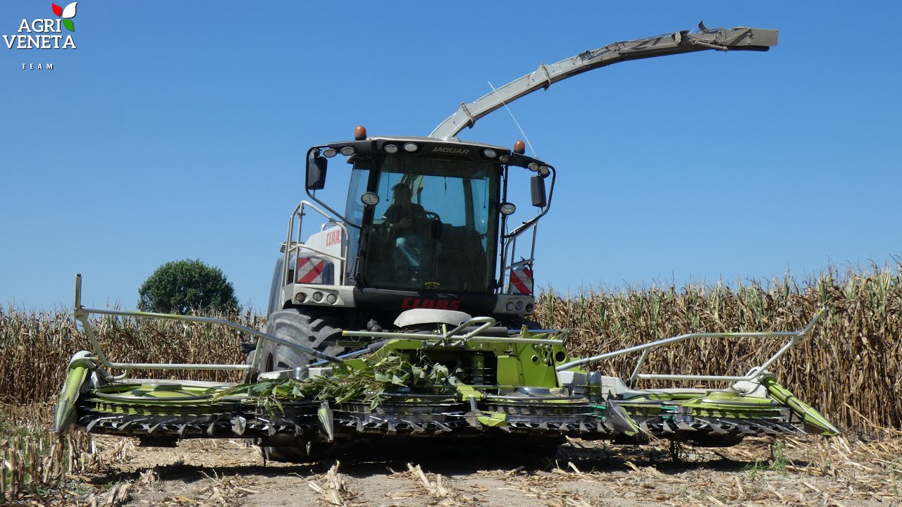 CLAAS Jaguar 990 Black Edition | Insilato Mais 2020 | LITTAME'