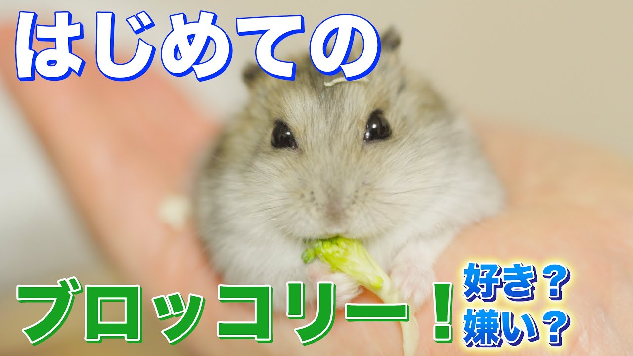 [第29話] はじめてのブロッコリー、ハムスターの反応は！？ | Hamster Tries Broccoli for the First Time!