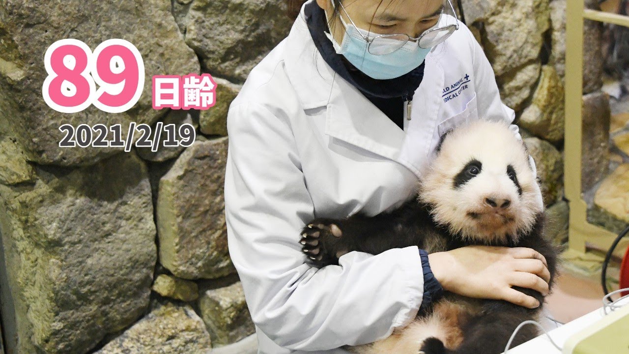 【パンダの赤ちゃん】スタッフが抱っこすると...!（89日齢）