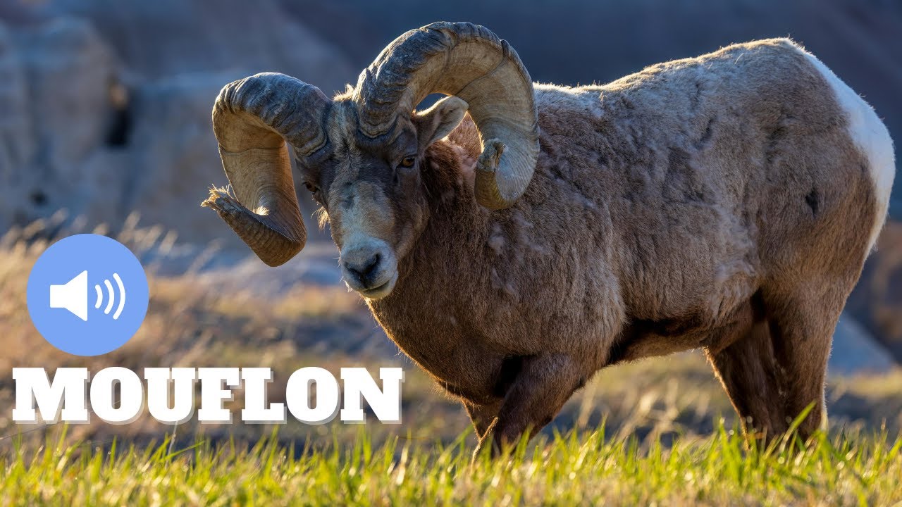 Le Cri du Mouflon - D&eacute;couverte et Curiosit&eacute;s