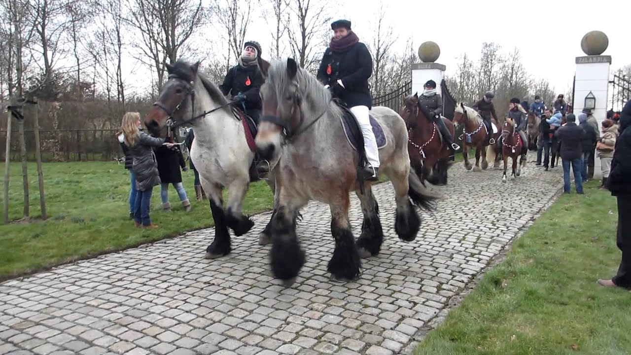 Stroa in Noordgouwe 150 trekpaarden na de zee