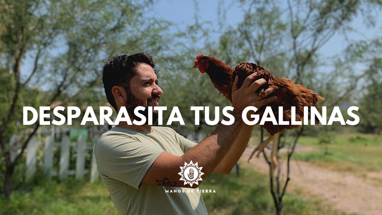 3 Formas Efectivas Para DESPARASITAR A TUS GALLINAS/ tips gallinas/manos de tierra