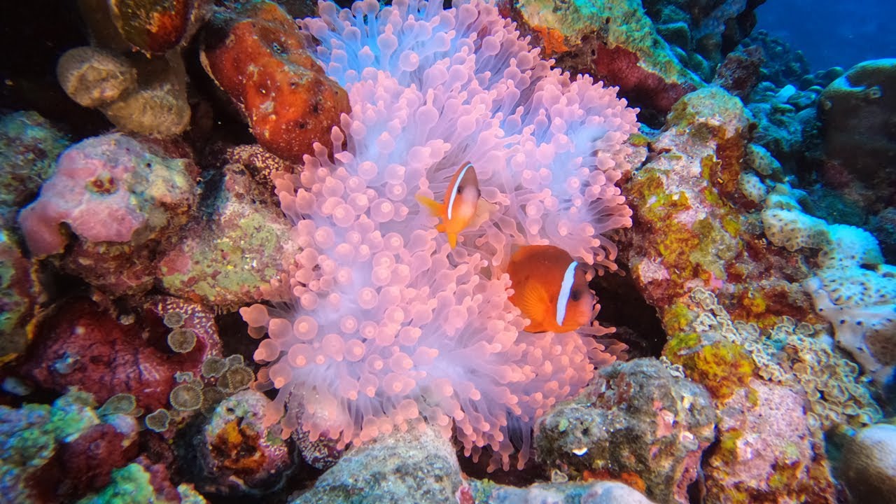 Diving Fiji: Taveuni Dive Resort