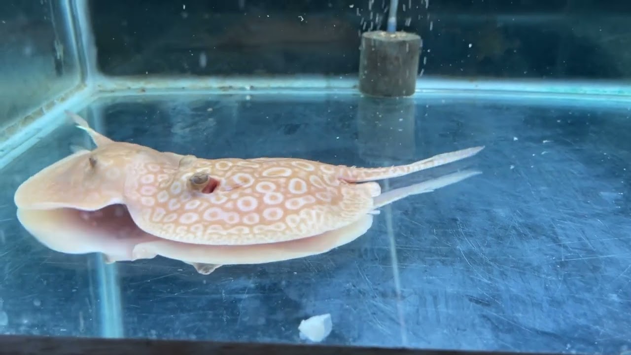 Albino Pearl Stingray Pups