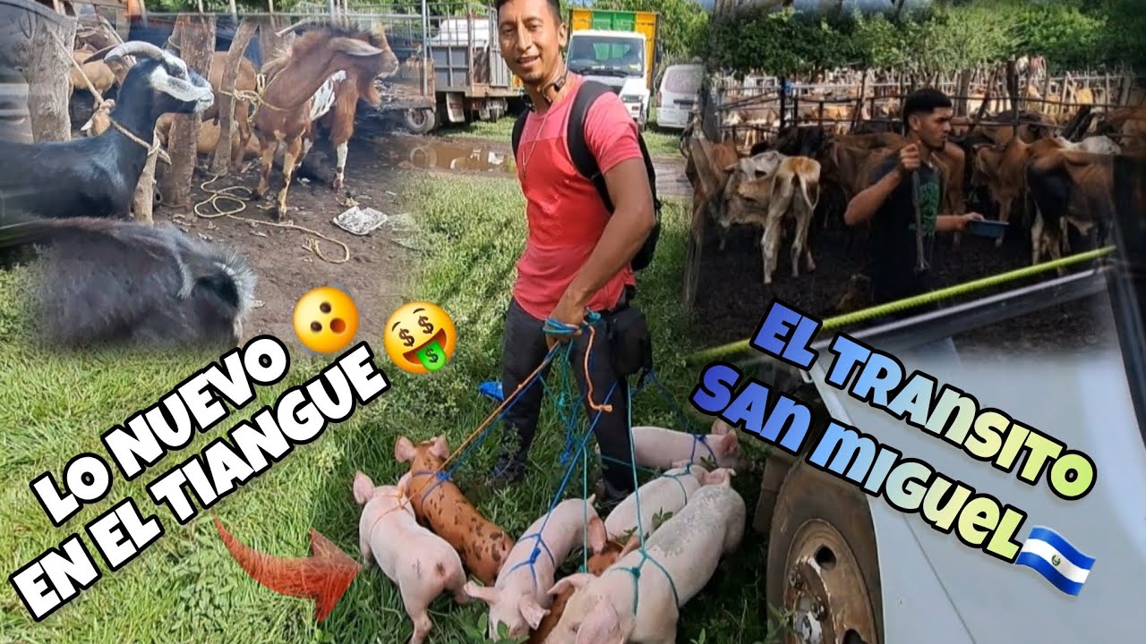 EL TIANGUE DE EL TRANSITO SAN MIGUEL #USULUTAN #EL SALVADOR 🇸🇻
