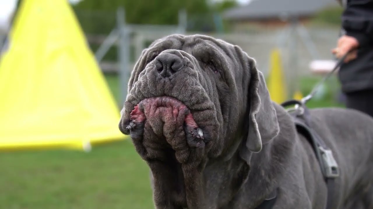 Mastino Napoletano - IGP training (ARGOS)