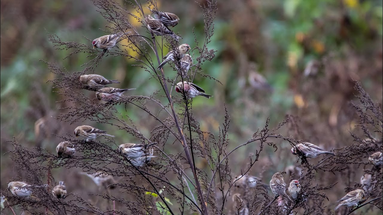 Что едят чечетки. Carduelis flammea. Птицы Беларуси.