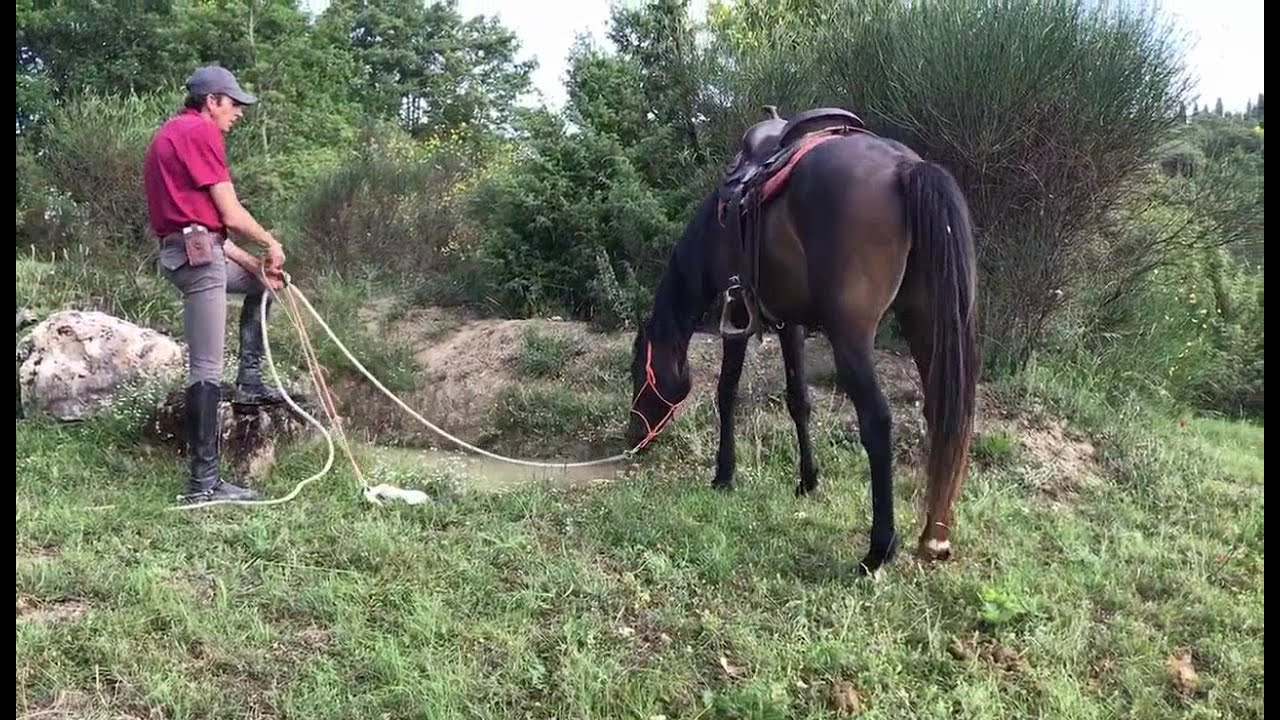 E' un cavallo spaventato o no? Spooky horse or not? Come leggere i cavalli