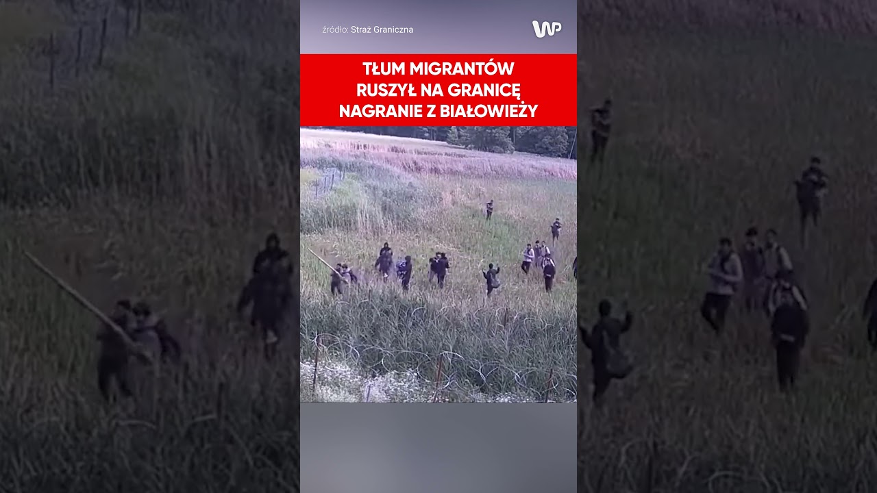 Ogromna grupa migrant&oacute;w ruszyła na granicę w Białowieży