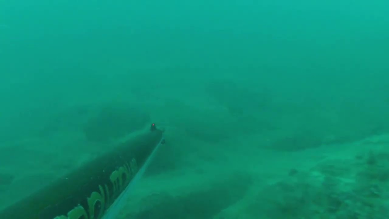 Spigole con oratona finale con RgSpearfishing