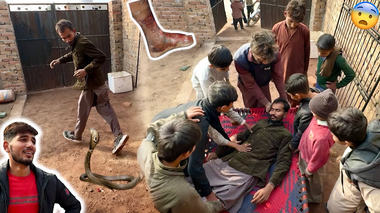 King Cobra Black Snake Ny Apna Badla Le Liya