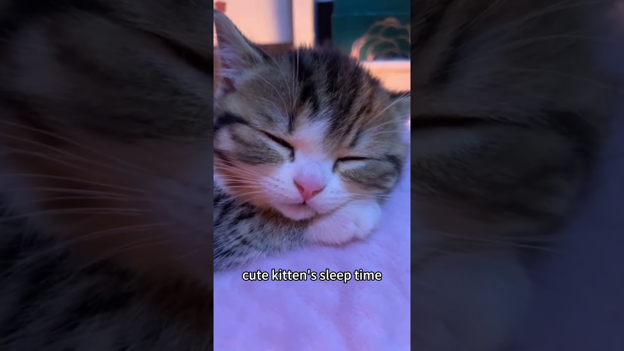 tiny kitten is soooo sleepy 💤 #cat #kitten #sleepycat #cutecat #cat #adorable