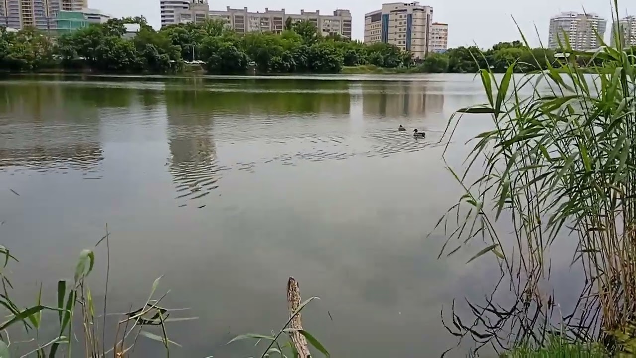 Чучела уток на радио управлении с электро манком. +7918-966-05-08