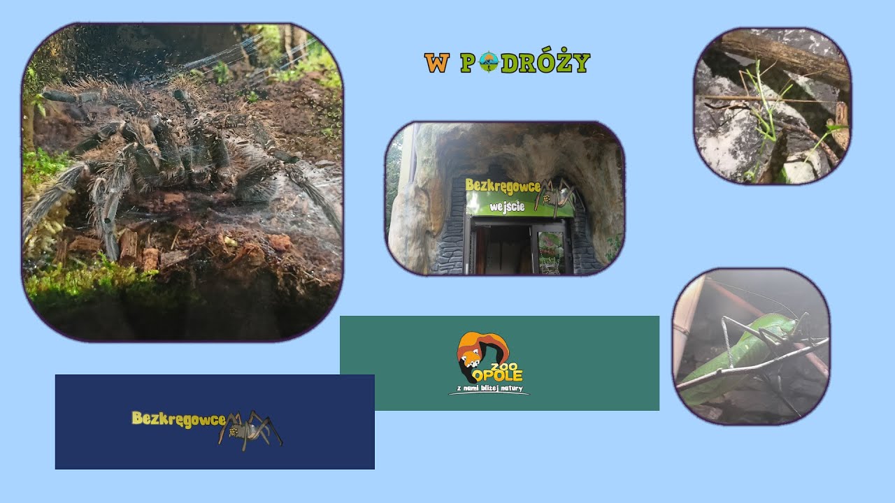 ZOO Opole - Owady