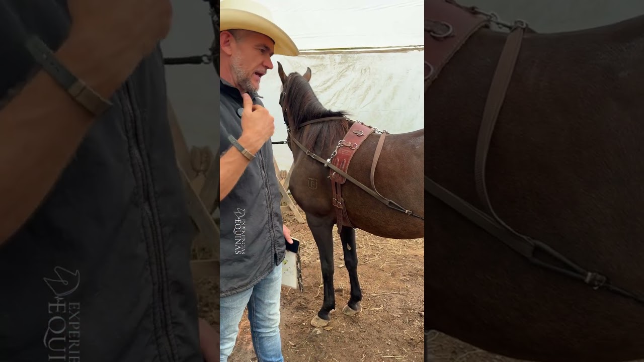 Sistema de entrenamiento Pessoa, con Cinchon y cuerdas, para trabajar caballos desde el piso