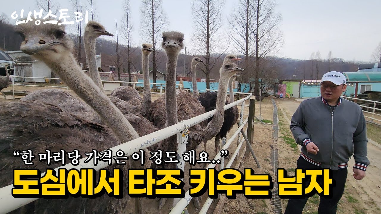 '1마리당 얼마를 벌까?' 국내 최초 타조농장에서 타조 키우는 40대 남자 | 휴먼스토리 | 직업의모든것 | 갈간남 | 골라듄다큐 | 극한직업