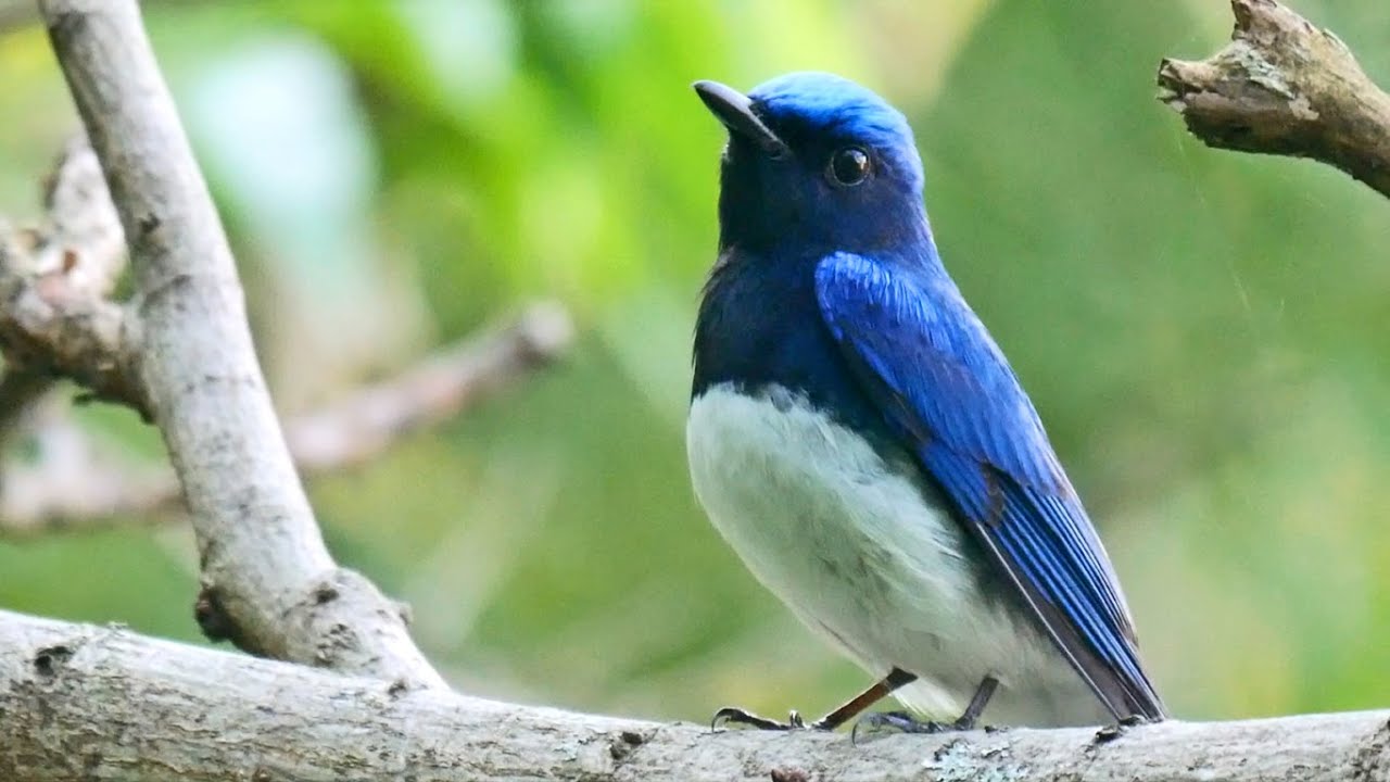 オオルリの美しい囀り02 高音質【野鳥観察 鳥の鳴き声 バードウォッチング】Blue-and-white flycatcher The best bird song.