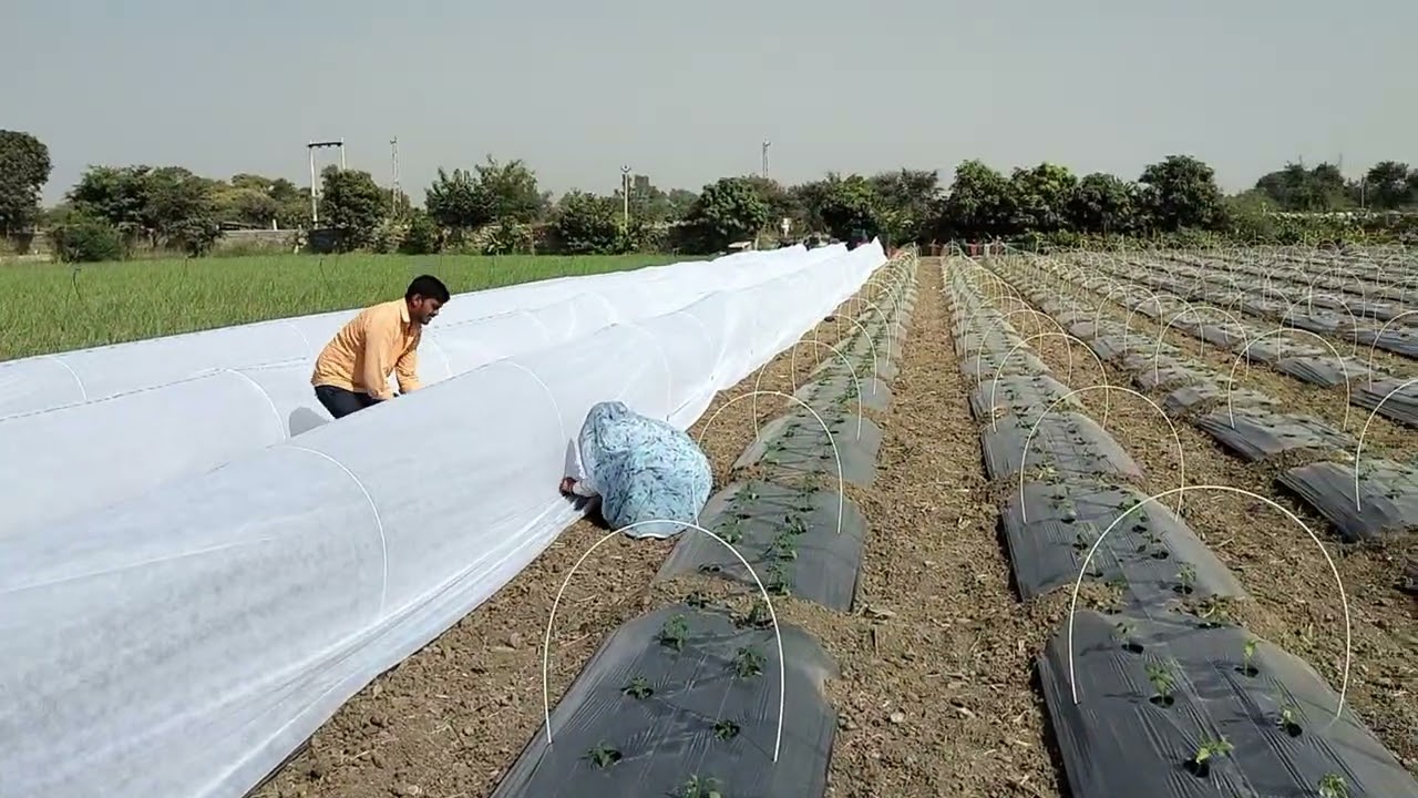 low tunnel mirchi ki kheti part 1( लो टनल मिर्ची की खेती पार्ट 1)