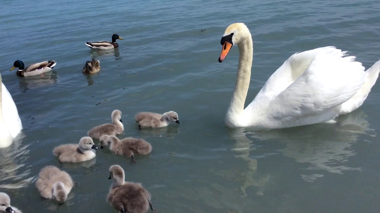 Swan babies 🦢 Pici hatty&uacute;k a Balatonon