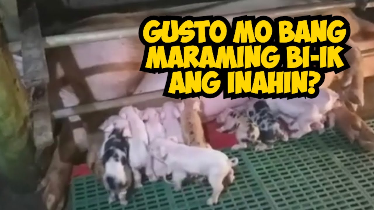 Paano paramihin ang anak ng ating inahing baboy?