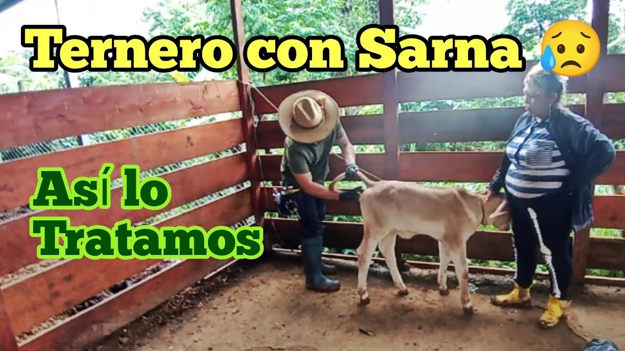 Mira cómo tratamos la sarna en este ternero recién atendido