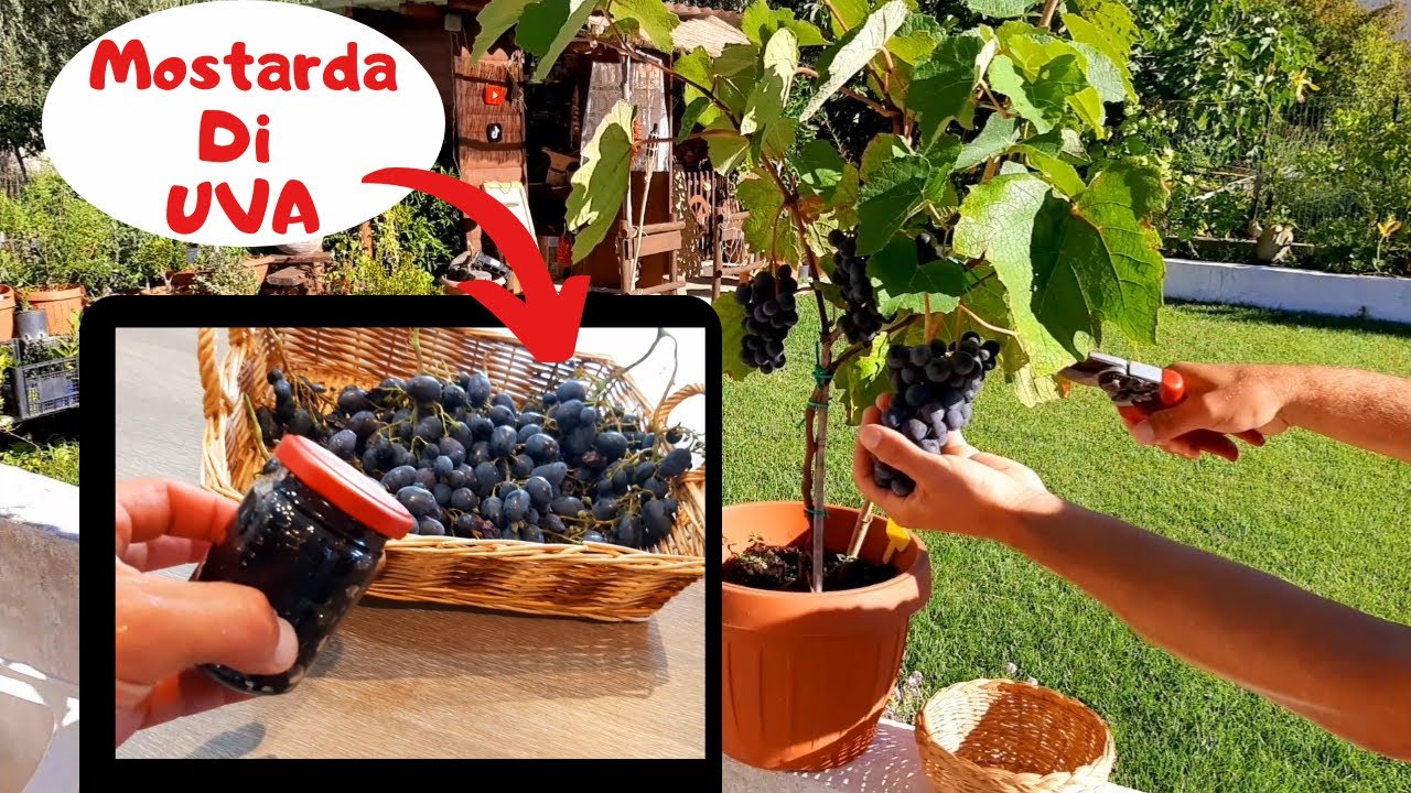 Marmellata di uva - Confettura o MOSTRARDA di uva - Ricetta semplice fatta in casa