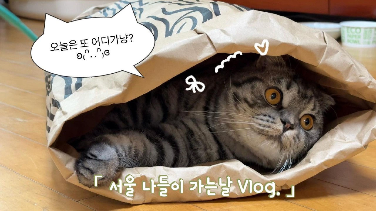 VLOG.01 I 양주사는 김시월🐈 생애 첫 서울 나들이 I 고양이 브이로그 고양이일상 산책하는 고양이 I 스코티시폴드 적응력 👍 #고양이브이로그 #고양이영상 #고양이일상