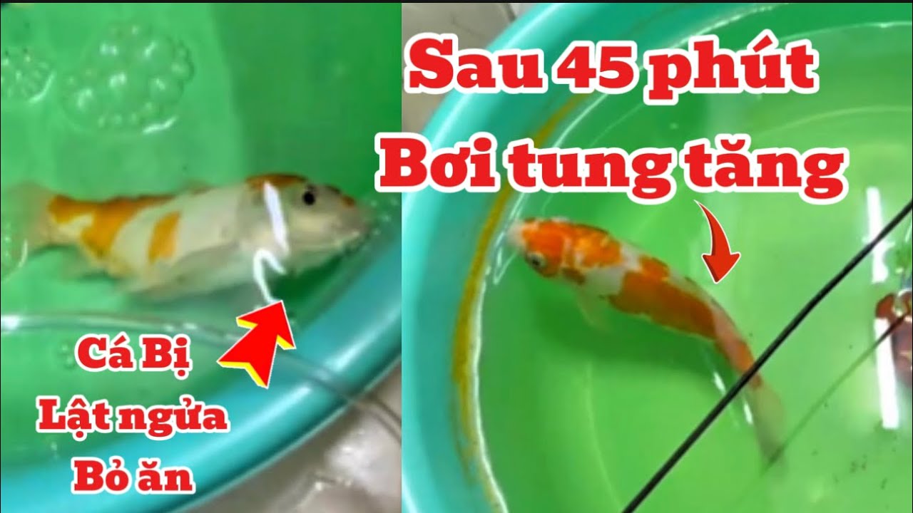 Bài Thuốc Rẻ Tiền Trị Nhiều Bệnh Cho Cá Koi + Chép Phi Tần - Sư Tử - Oranda Hiệu Quả - Sau 45 Khoẻ.