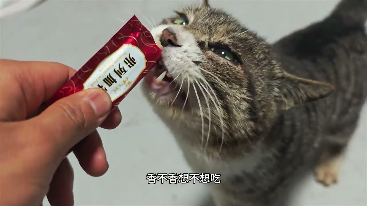 感动！每天来我家吃饭的小猫给我带了礼物【终极幻想】 #猫#猫咪 #农村生活  #记录真实生活