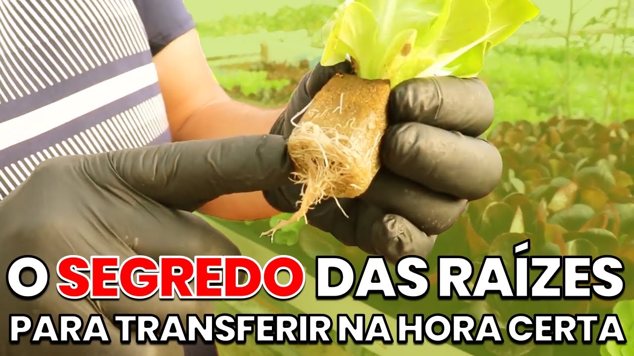A TRANSFERÊNCIA IDEAL ENTRE AS BANCADAS HIDROPÔNICAS